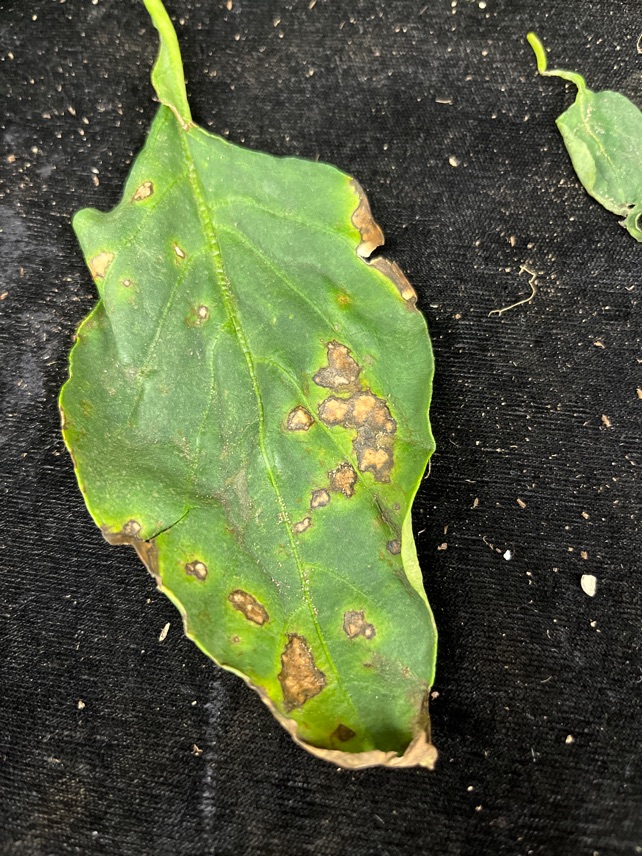 202201824 pepper xanthomonas